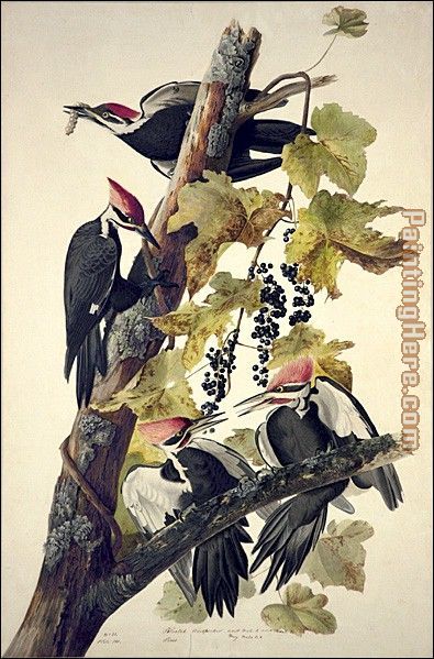John James Audubon Pileated Woodpecker